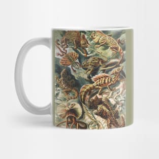 Lizard Art Print Ernst Haeckel Mug